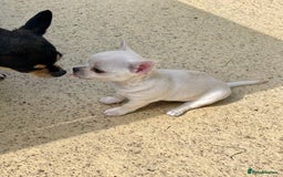 Chihuahua dogs for sale: KC Chihuahuas 🇬🇧 bloodlines 🌟🌟🌟🌟🌟 - Image 11