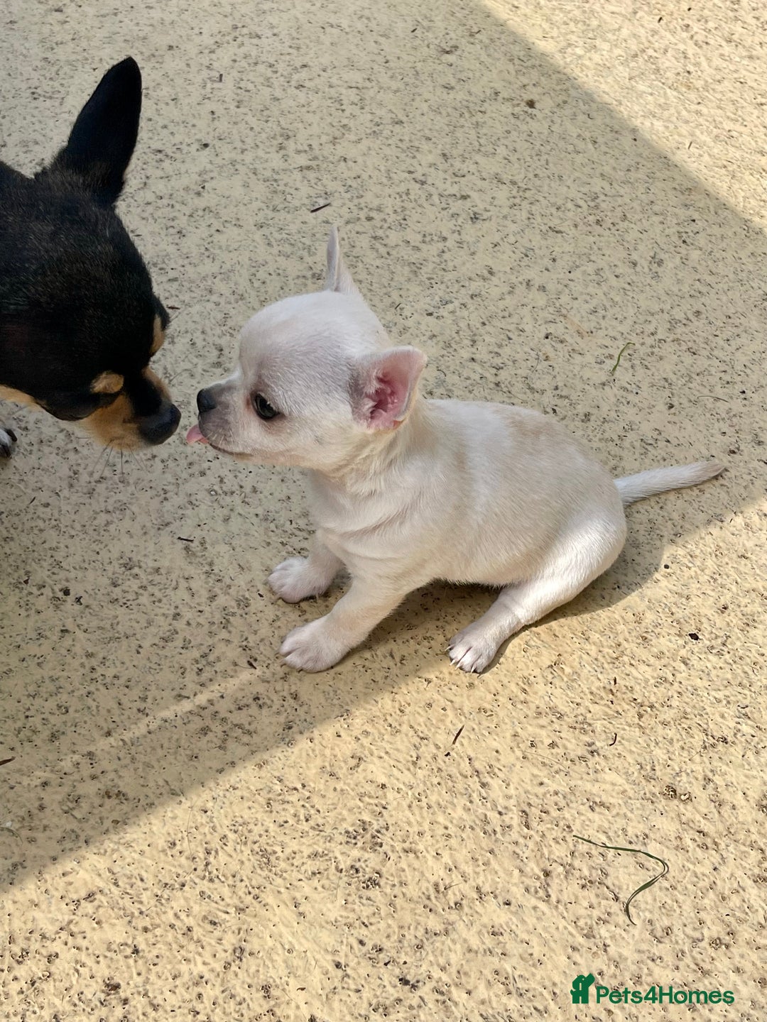 Chihuahua dogs for sale: KC Chihuahuas 🇬🇧 bloodlines 🌟🌟🌟🌟🌟 - Image 11