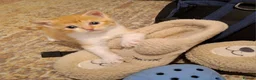 Mixed Breed cats for sale: 2 kittens ready to go - Advert 5