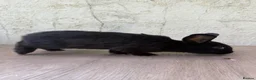 Mixed Breed rabbits for sale: Beautiful Young Black Doe  - Advert 4
