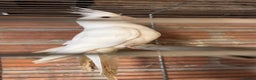 Cockatiels birds for sale: TWO ALBINO COCKATIELS FOR SALE - Advert 2