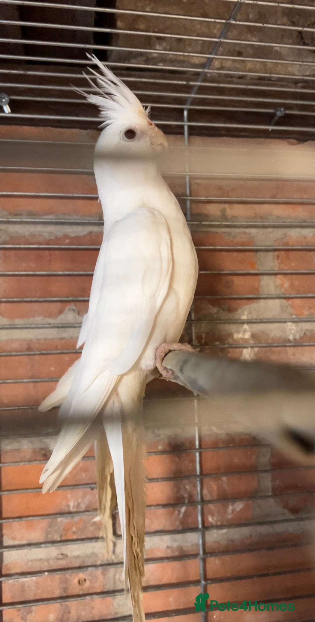 Cockatiels birds for sale: TWO ALBINO COCKATIELS FOR SALE - Advert 2