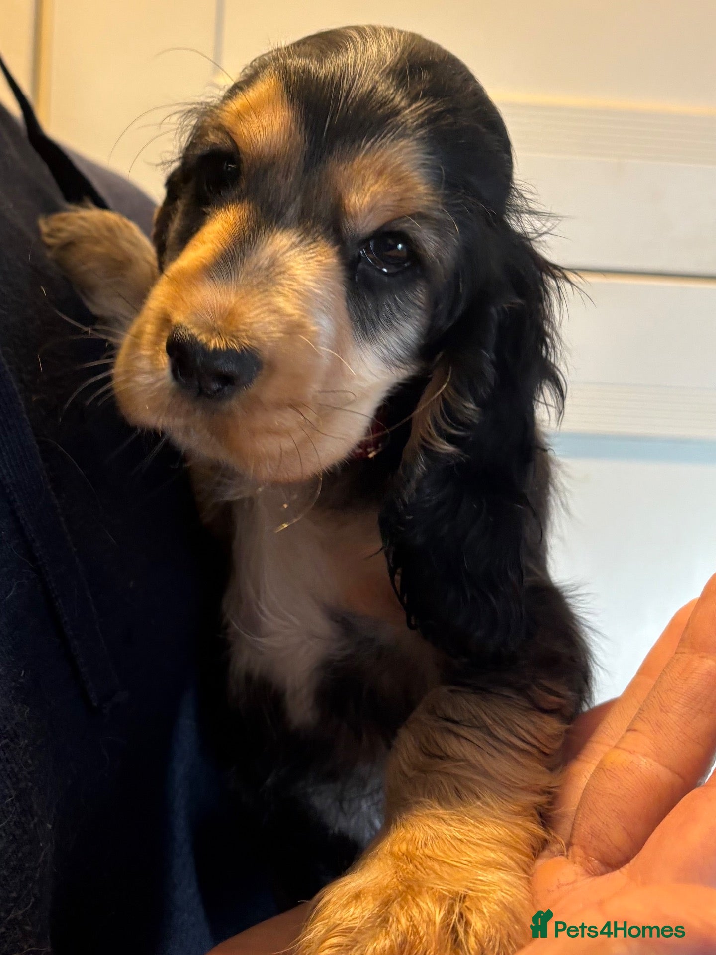 Cocker Spaniel dogs Perfect puppies bred for health & temperament - Advert 1
