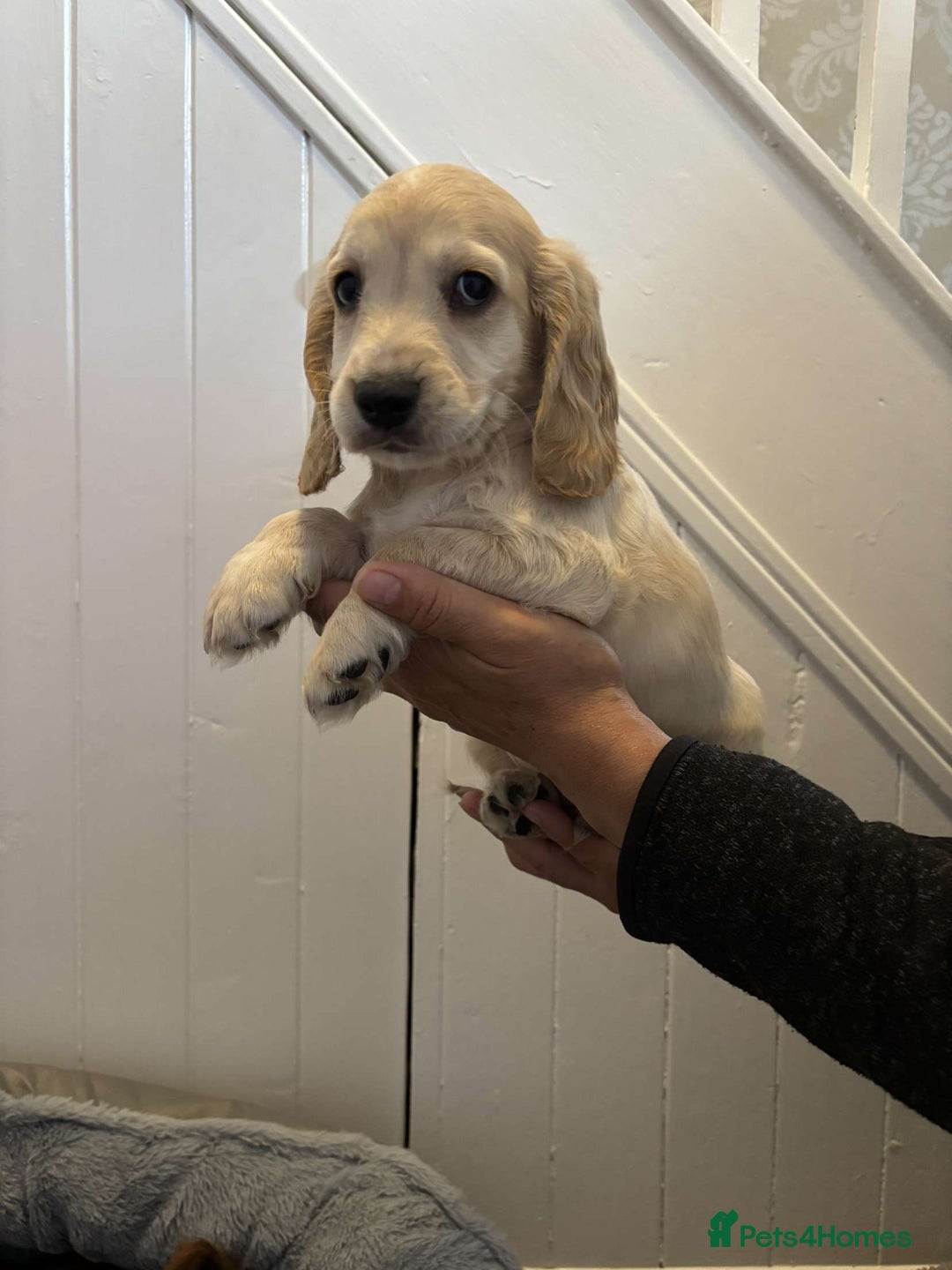 Cocker Spaniel dogs for sale: Fully Show type kc parents DNA tested all clear  - Image 2
