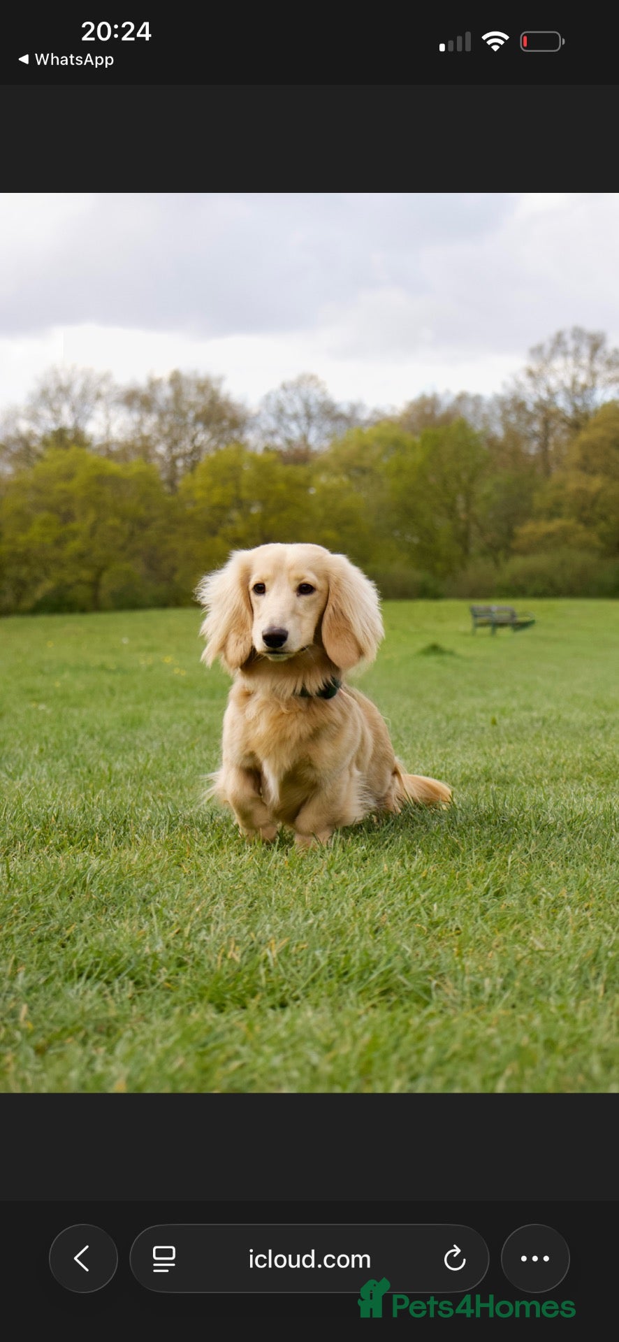 Miniature Dachshund dogs CREAM MINIATURE DUTCH HOUND STAR - Advert 1