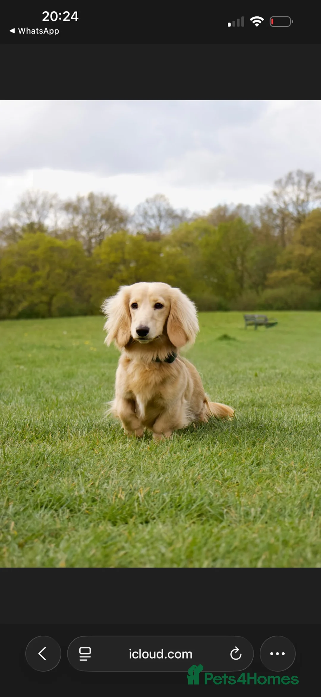 Miniature Dachshund dogs for stud: CREAM MINIATURE DUTCH HOUND STAR - Advert 1