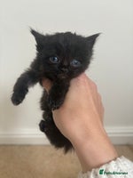 Persian cats - Advert 13