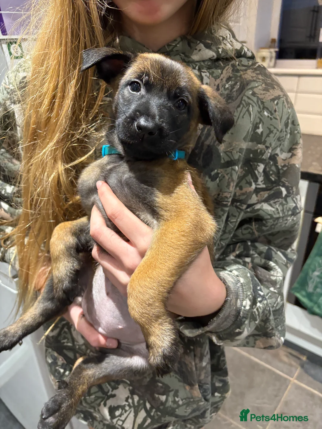 Belgian Shepherd Dog dogs for sale: Belgian Malinois Puppies - Advert 23