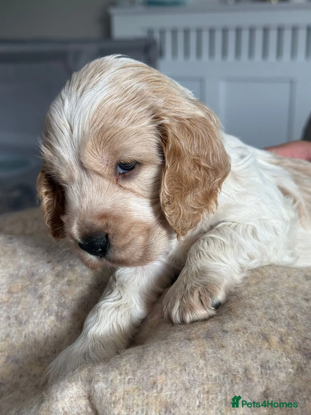 Cocker Spaniel dogs for sale: KC Show Cocker Spaniels - WHILE MALE AVAILABLE - Advert 2