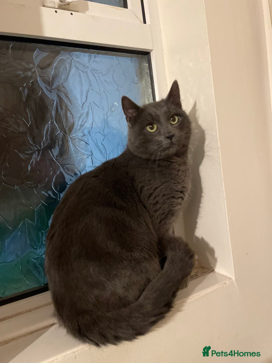 Mixed Breed cats for sale: Russian Blue mix boy - Advert 4