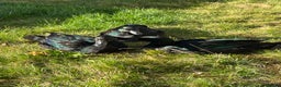 Ducks poultry for sale: Two show quality Black East Indies - Advert 1