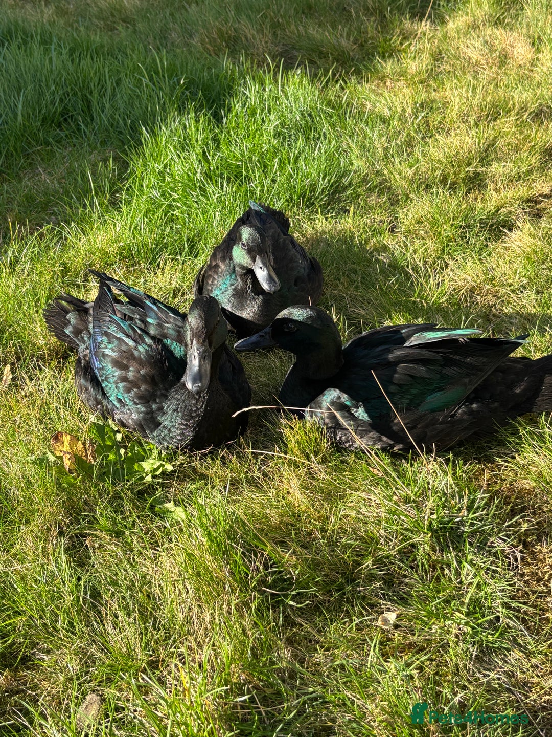 Ducks poultry for sale: Two show quality Black East Indies - Advert 1