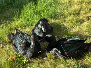 Ducks poultry Two show quality Black East Indies - Advert 1