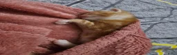 Domestic Shorthair cats for sale: 2 kittens for sale. in Sheffield - Advert 19