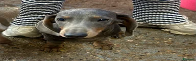 Miniature Dachshund Puppy 1