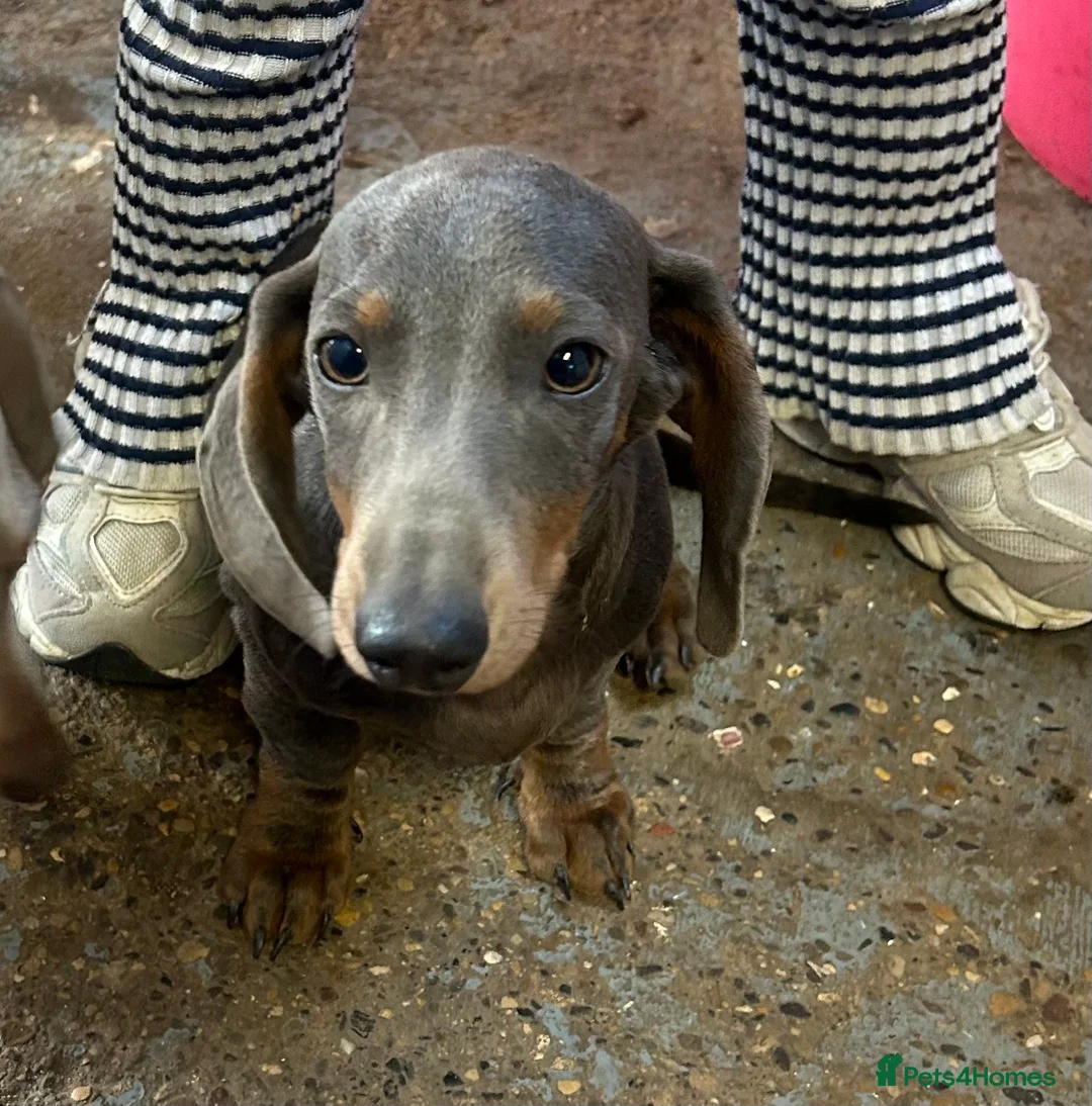 Miniature Dachshund dogs for sale: Blue&tan miniature dauchsund - Advert 1