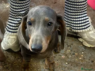 Miniature Dachshund dogs Blue&tan miniature dauchsund - Advert 1