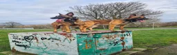 Belgian Shepherd Dog dogs for sale: Belgian malinois x german shepherd  - Advert 1
