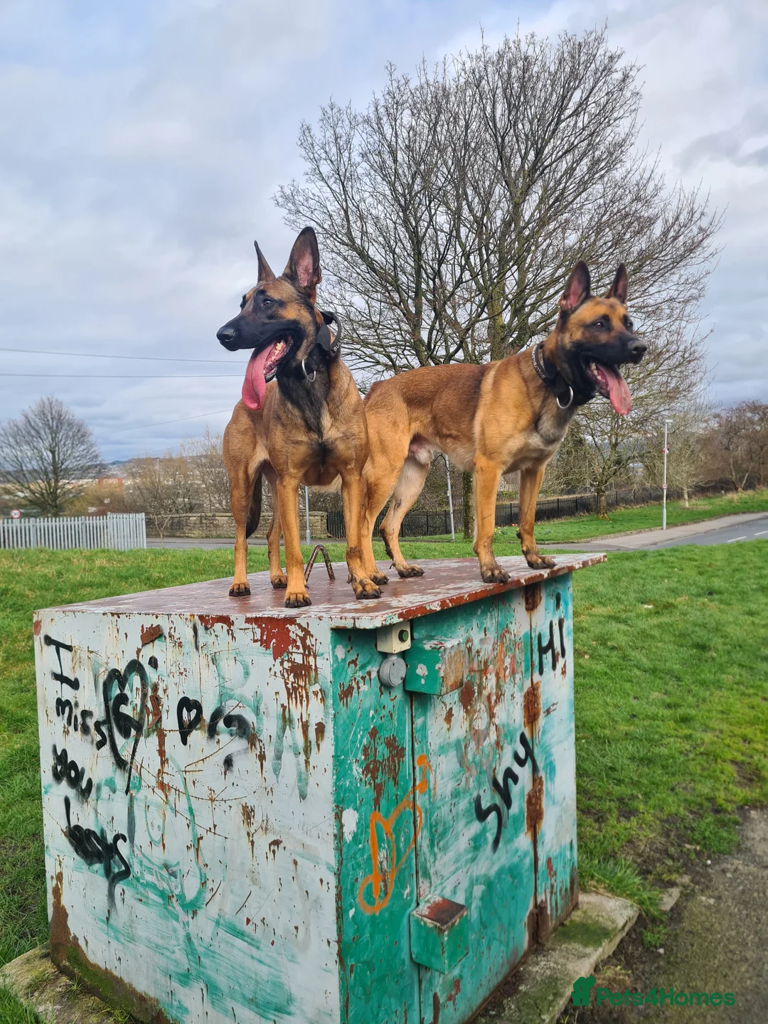 Belgian Shepherd Dog dogs for sale: Belgian malinois x german shepherd  - Advert 1