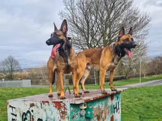 Belgian Shepherd Dog dogs Belgian malinois x german shepherd - Advert 2