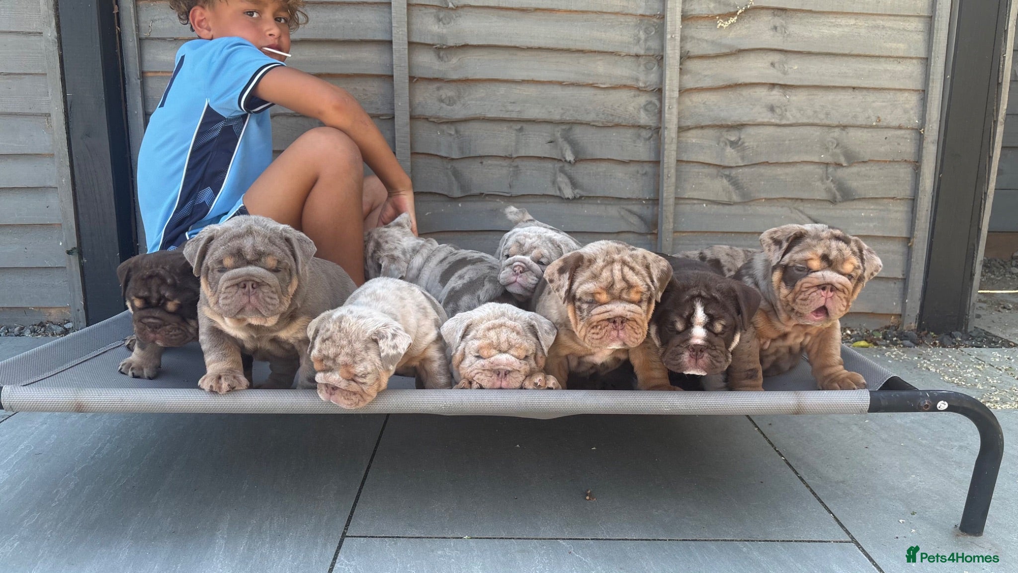 English Bulldog dogs KC English Bulldog Puppies - Advert 2