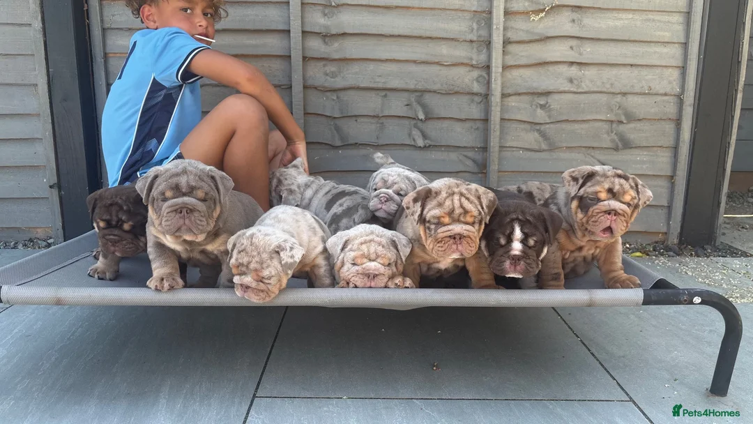 English Bulldog dogs for sale: Ready to Leave KC English Bulldog Puppies - Advert 1