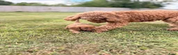 Cavapoo dogs for sale: Beautiful Cavapoo Litter of five for sale.  - Advert 16
