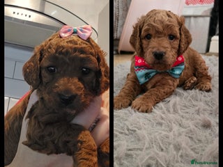 Cockapoo dogs F2 miniature stunning Cockapoos. - Advert 2