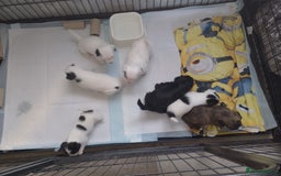 Pomchi dogs for sale: Last male pomchi left - Image 1