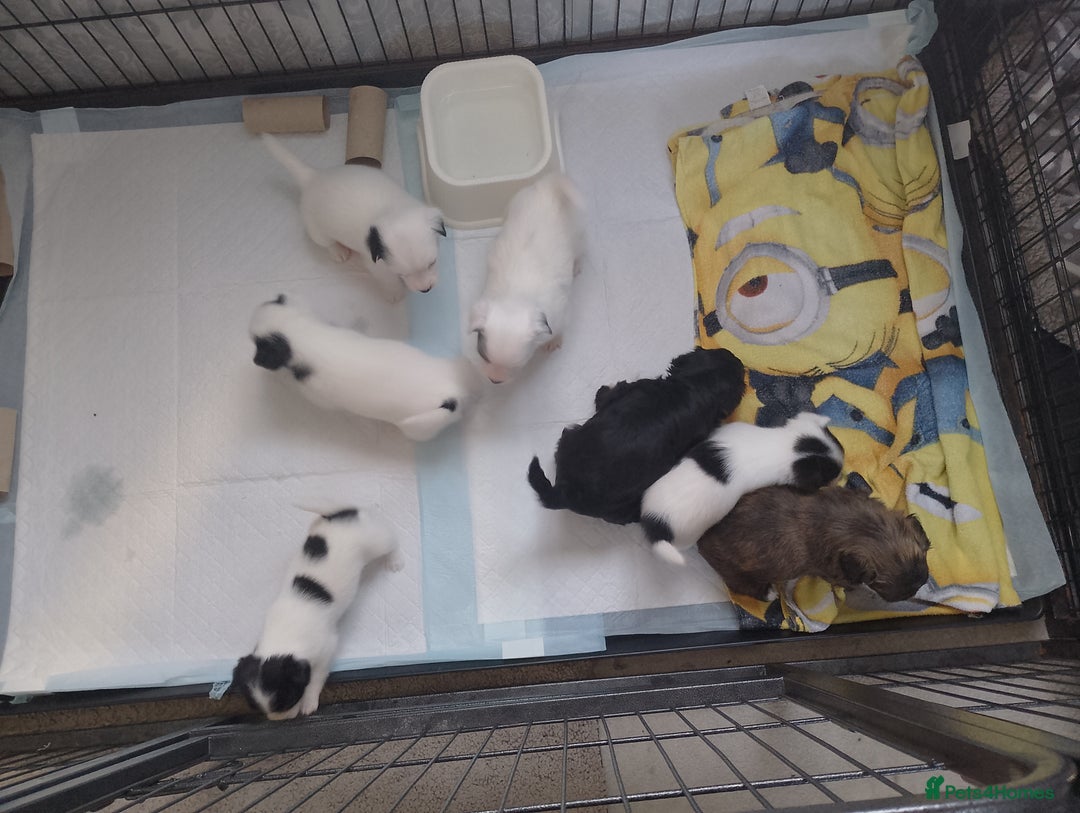 Pomchi dogs for sale: Last male pomchi left - Image 1