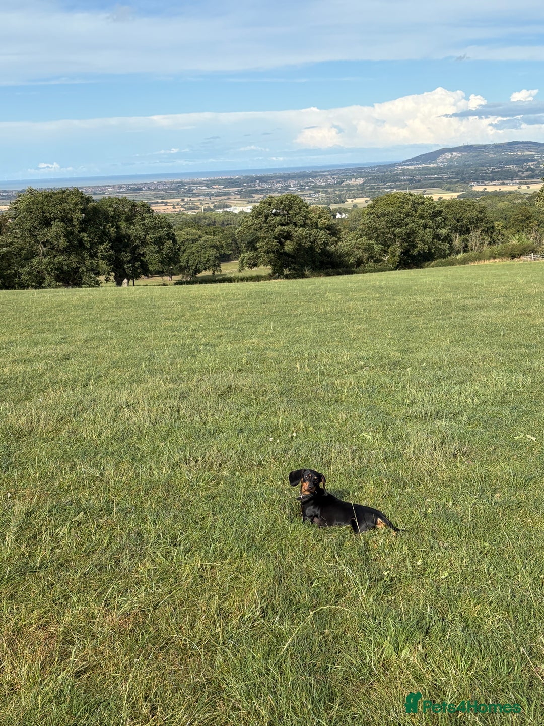 Dachshund dogs for sale: Standard dachshund puppies  - Advert 7