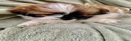 Shih Tzu dogs for sale: Imperial Shih Tzu Puppies  - Advert 6
