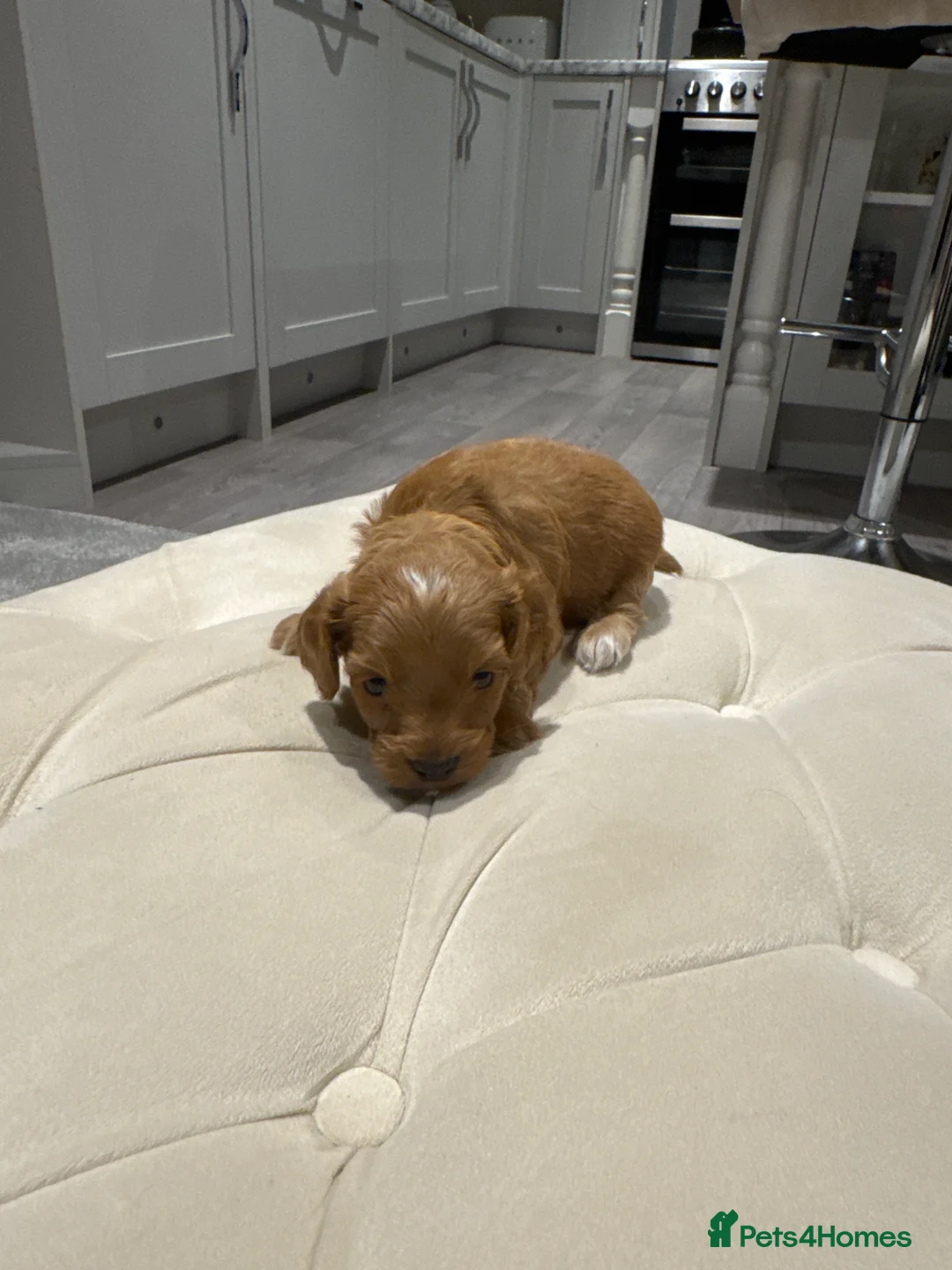 Cockapoo dogs for sale: Beautiful cockapoo puppies  - Advert 22