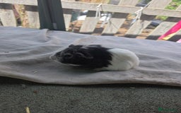 Guinea Pig rodents for sale: Guinea pigs  - Image 5