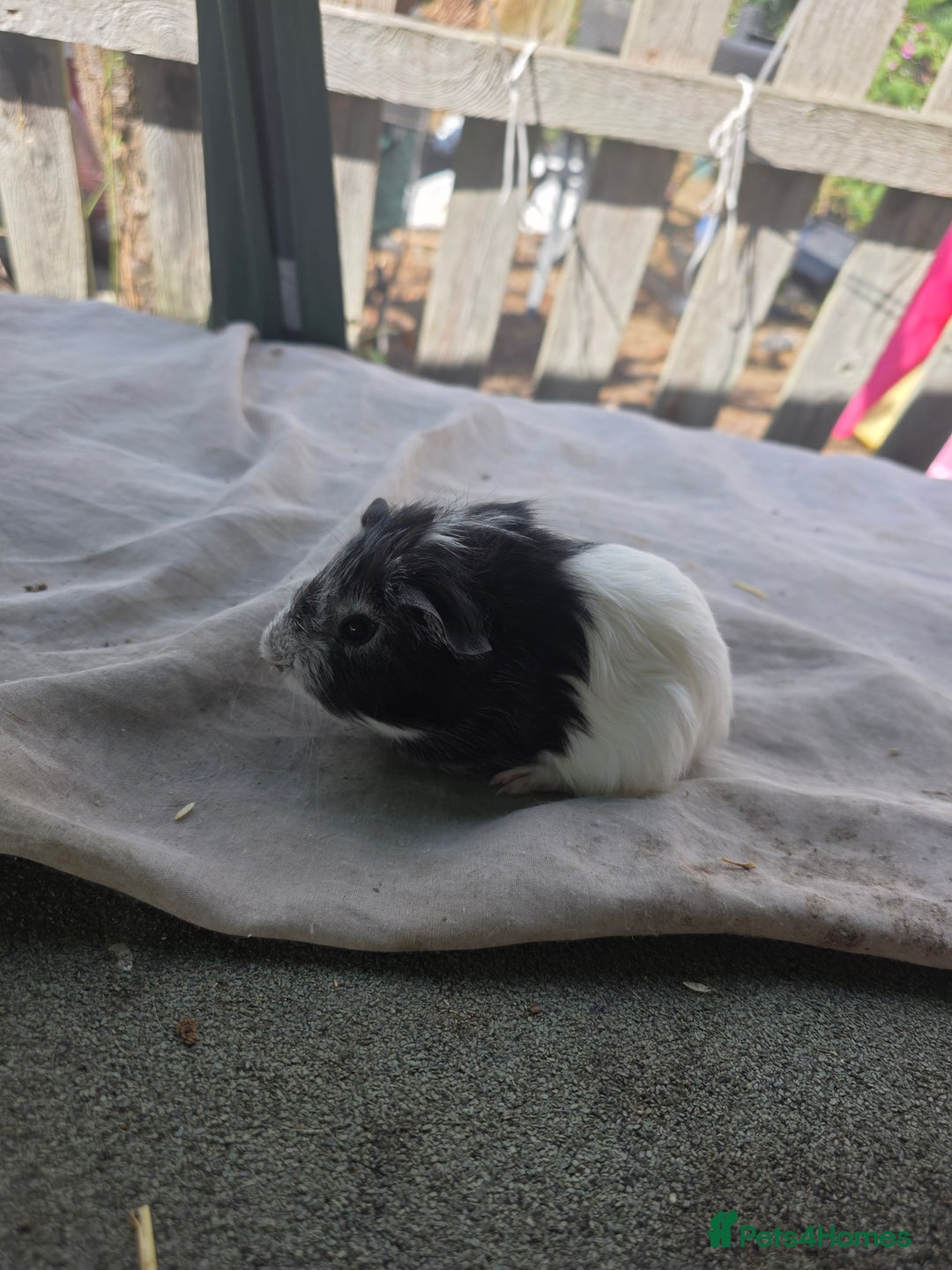 Guinea Pig rodents for sale: Guinea pigs  - Image 5
