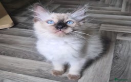 Ragdoll cats for sale: Quality ragdoll kittens 🐾 Sepias & traditional  - Image 9