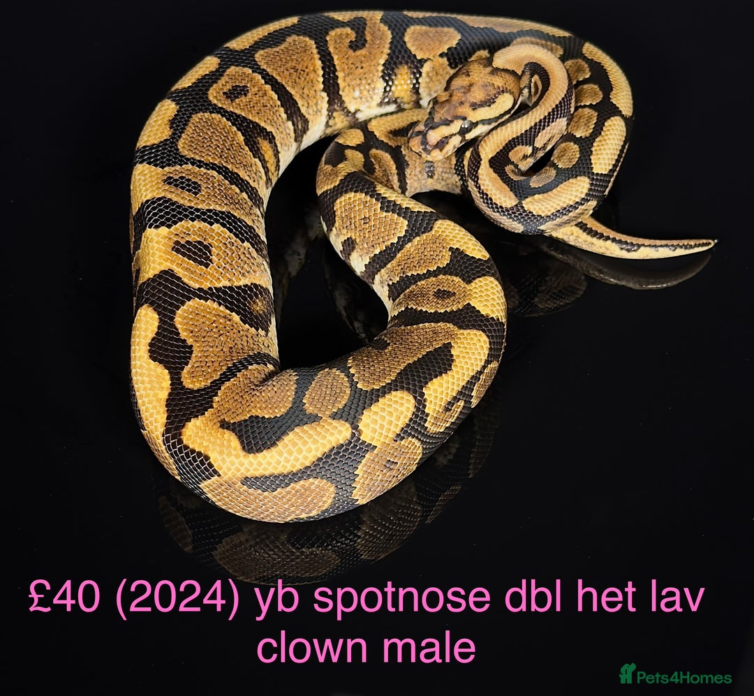 Python Snake reptiles for sale: Various royals for sale. (Reduced)  - Advert 8