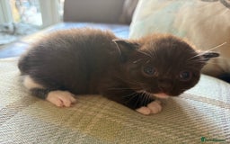 Exotic cats for sale: READY Silver Tabby cross exotic Fur Babies - Image 6