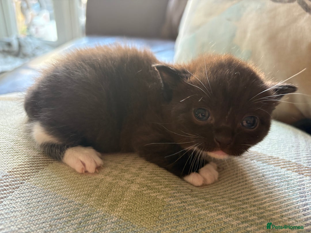 Exotic cats for sale: READY Silver Tabby cross exotic Fur Babies - Image 6