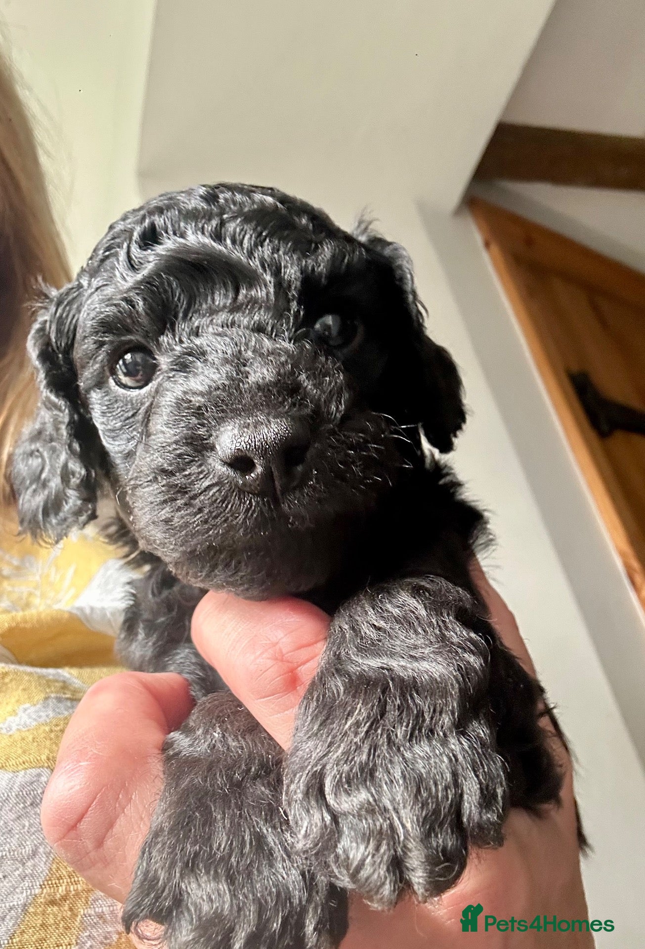 Cockapoo dogs Stunning glossy black cockapoo boys - Advert 7