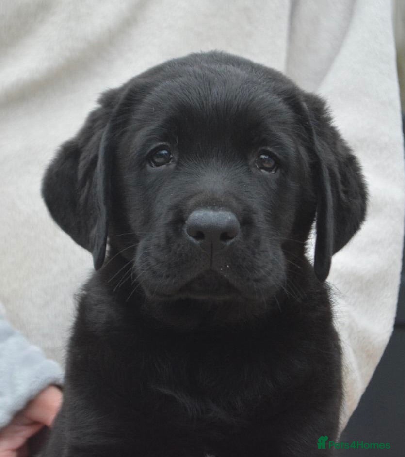 Labrador Retriever dogs Stunning Puppies From Show Winning Parents - Advert 2