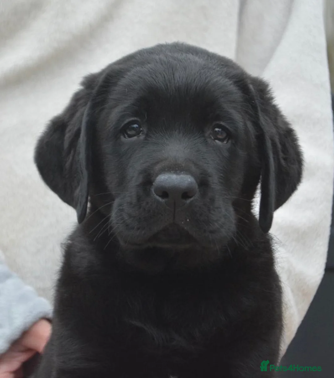 Labrador Retriever dogs for sale: Stunning Puppies From Show Winning Parents - Advert 1
