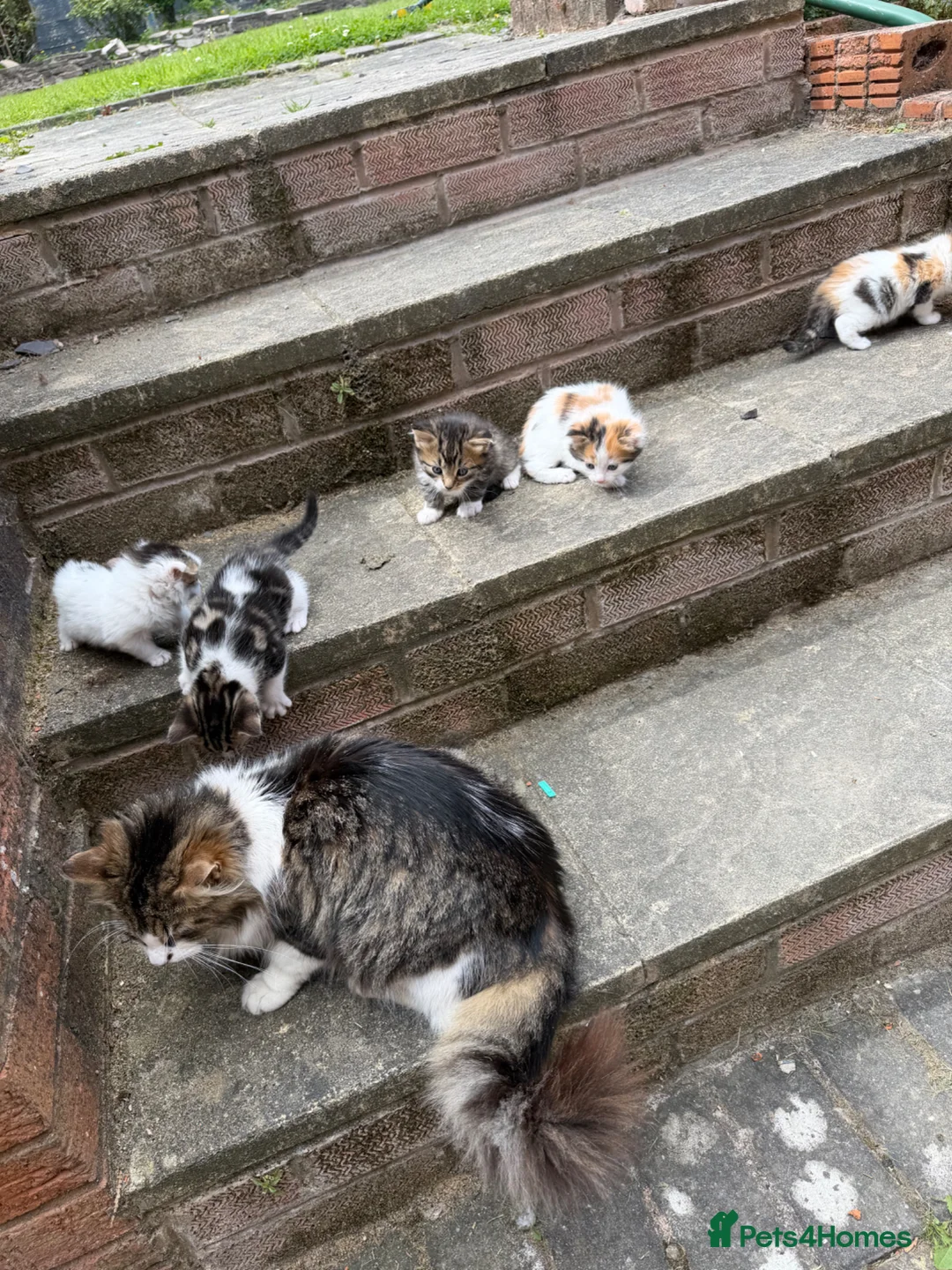 Mixed Breed cats for sale: Adorable Kittens for Sale – Loving Family Home 🐾 - Advert 2