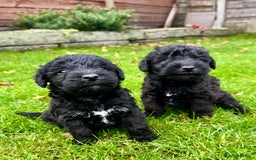 Bedlington Terrier dogs for sale: Stunning Bedlington Terrier puppies  - Image 11