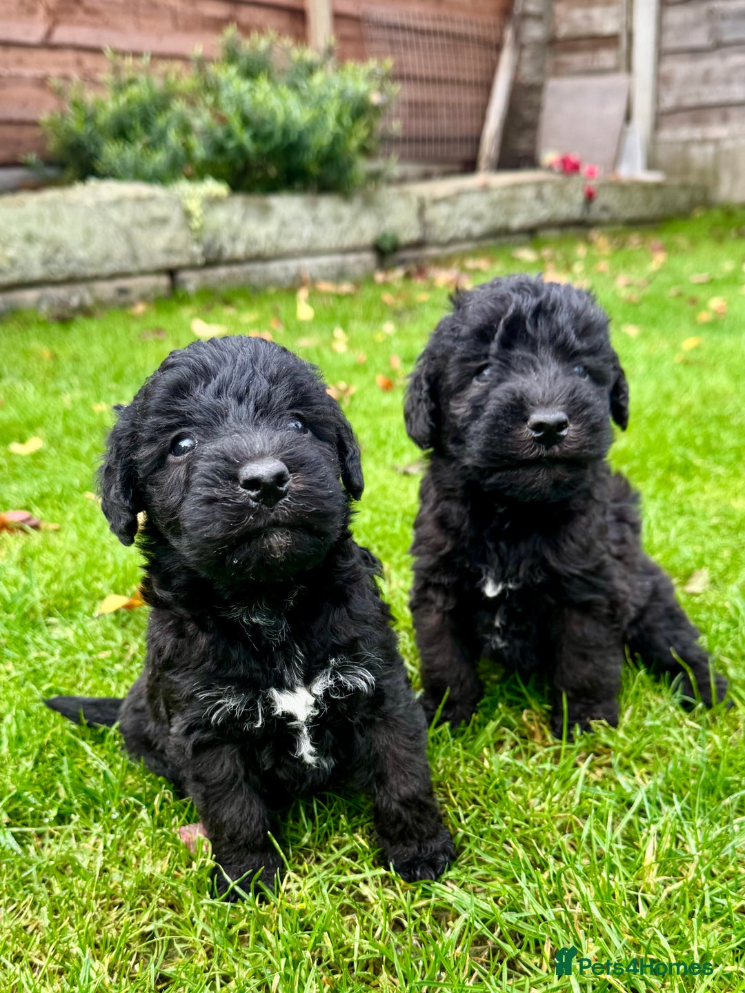 Bedlington Terrier dogs for sale: Stunning Bedlington Terrier puppies  - Image 11