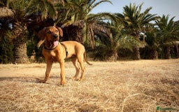 Mixed Breed dogs for sale: Loving home wanted - Image 4
