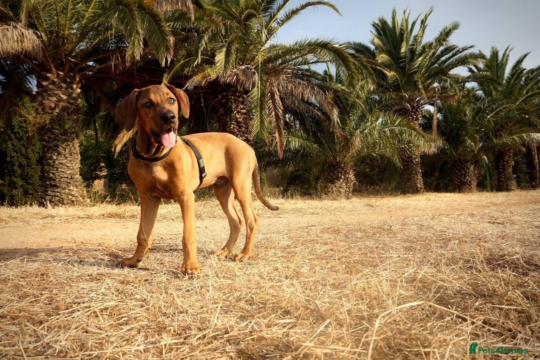 Mixed Breed dogs for sale: Loving home wanted - Image 4