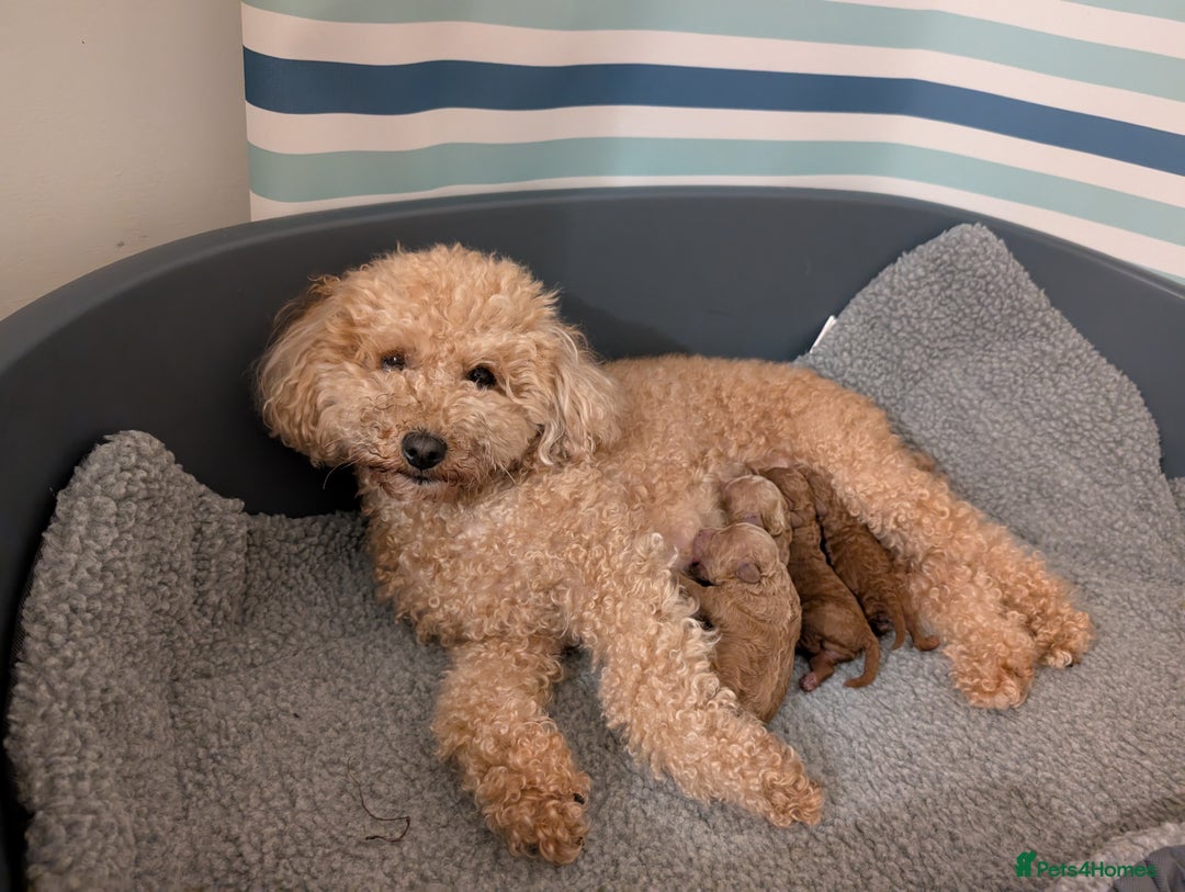 Toy Poodle dogs for sale: 🐩 Home-Raised KC Toy Poodles – 3 Boys Available - Image 7