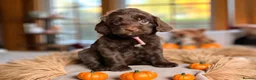 Cockapoo dogs for sale: 🐶THE MOST PERFECT DNA CLEAR MINI F1 COCKAPOOS🐶 - Advert 26