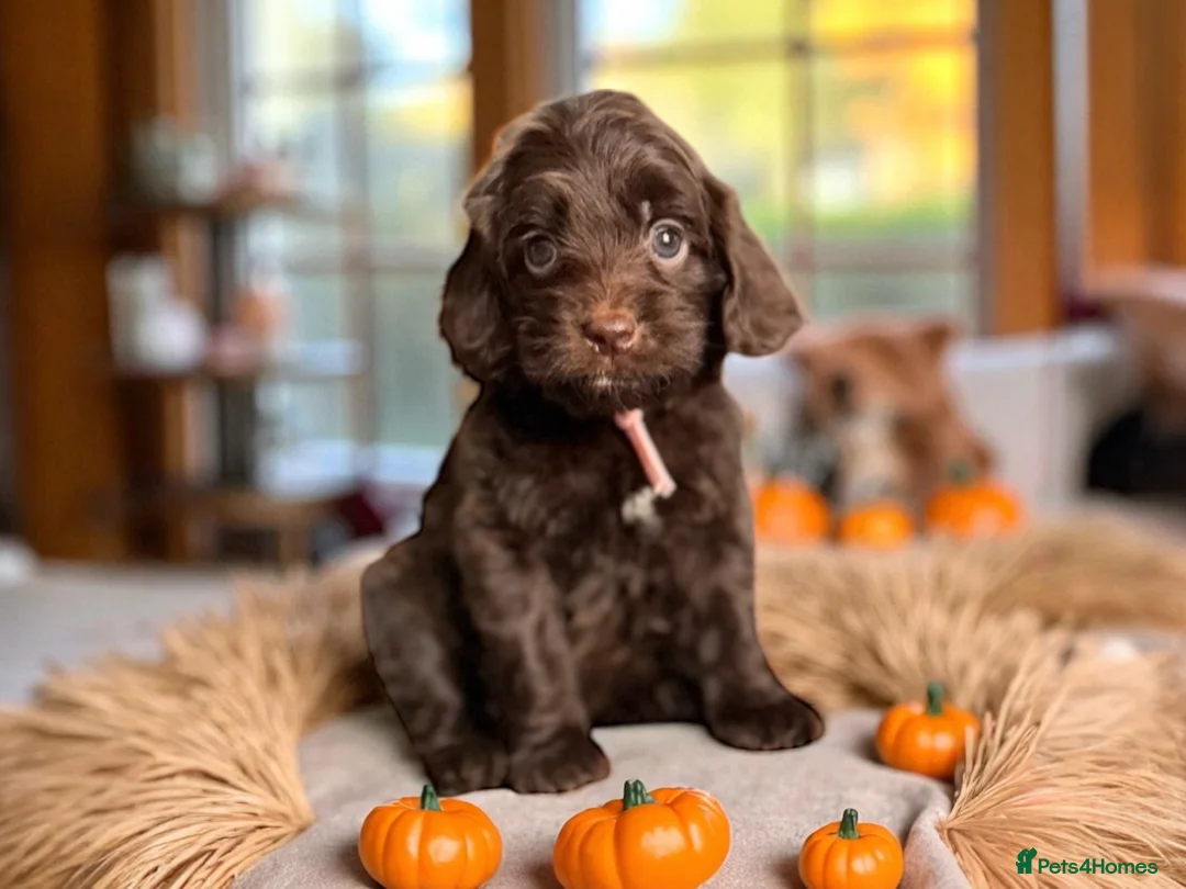 Cockapoo dogs for sale: 🐶THE MOST PERFECT DNA CLEAR MINI F1 COCKAPOOS🐶 - Advert 26
